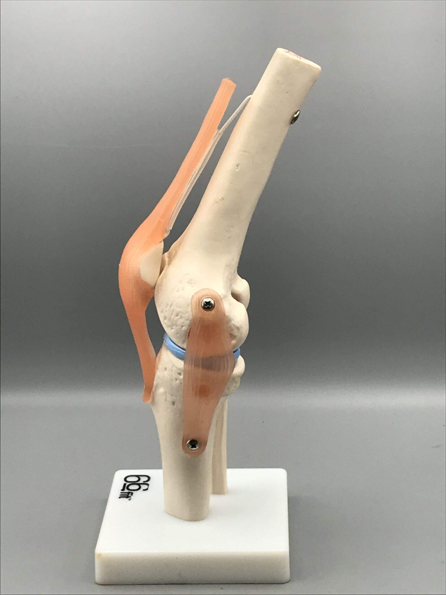 Anatomical Knee Joint Model – Ligaments & Tendons, 12.5" by 66fit