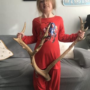 Antique Naturally Shed Red Deer Antlers – Rustic Cabin Decor Pair