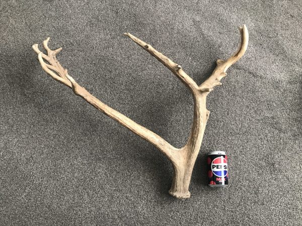 Antique Naturally Shed Red Deer Antlers – Rustic Cabin Decor Pair - Image 12