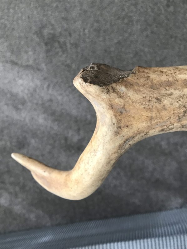 Antique Naturally Shed Red Deer Antlers – Rustic Cabin Decor Pair - Image 17