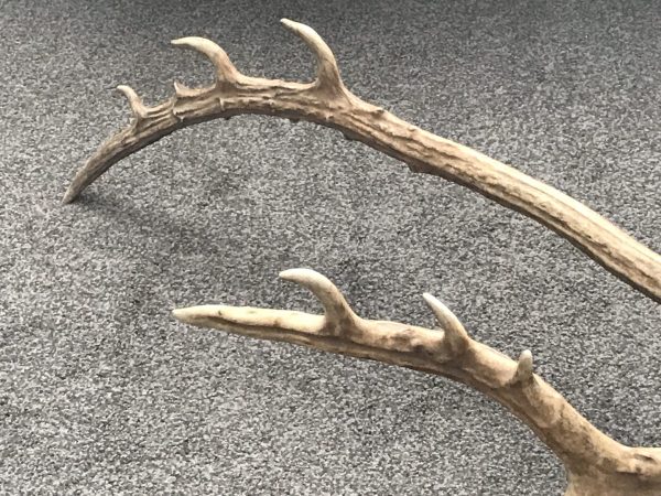 Antique Naturally Shed Red Deer Antlers – Rustic Cabin Decor Pair - Image 7