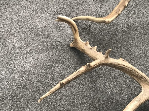 Antique Naturally Shed Red Deer Antlers – Rustic Cabin Decor Pair - Image 8