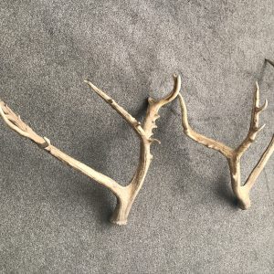 Antique Naturally Shed Red Deer Antlers – Rustic Cabin Decor Pair